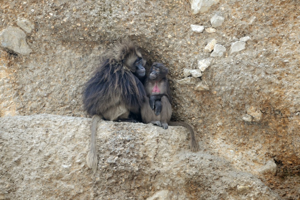 Zoo 3 by Amsel
