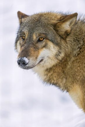 Wolf und Fuchs (3)
